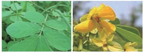 동의보감 결명자