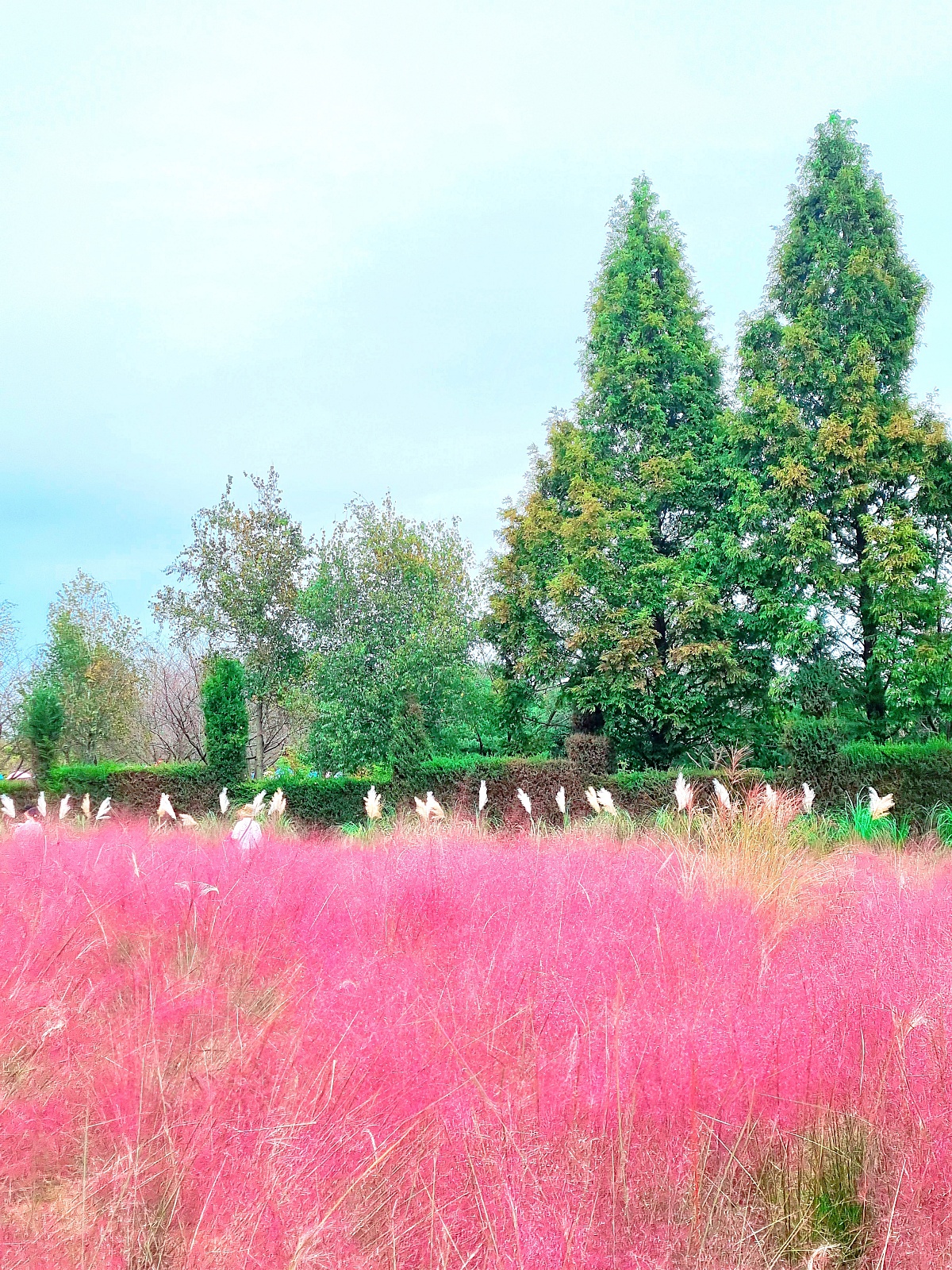 핑크뮬리부터 은행나무길까지, 드림파크 야생화공원 가을 축제와 산책