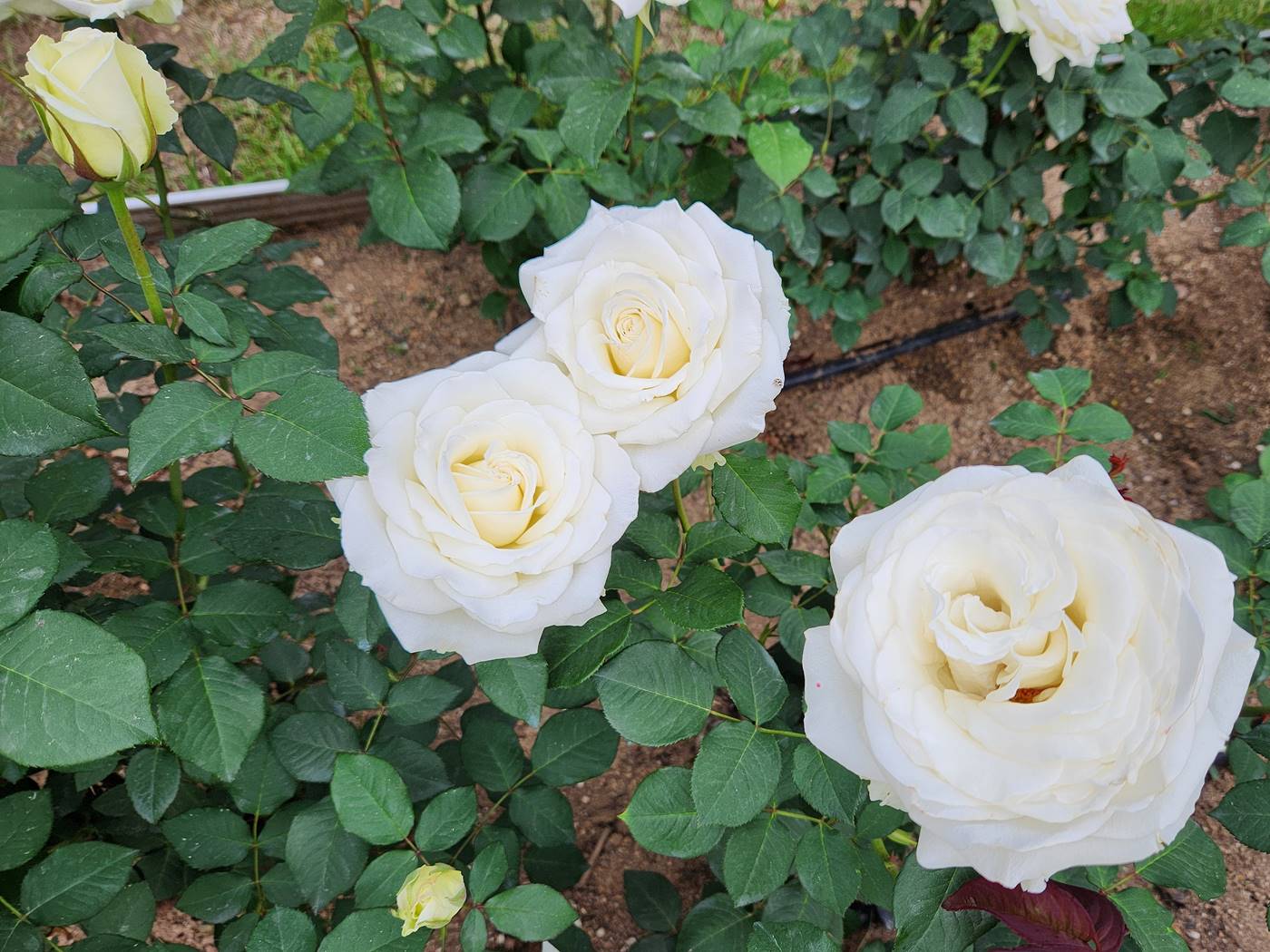 장미 티네케 Tineke