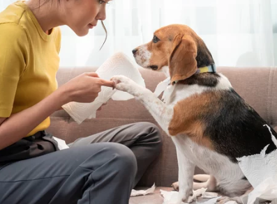 Angry Dog/출처:어도비스톡