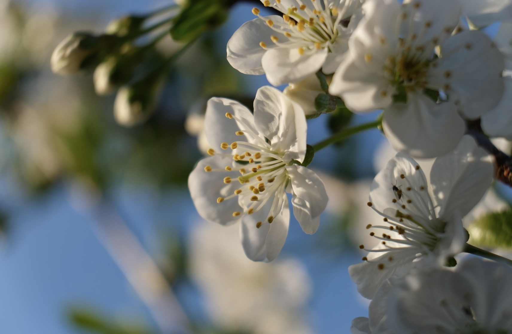 2025 경주 벚꽃 축제 일정·개화시기·명소 총정리! (보문정·대릉원·첨성대 포함)