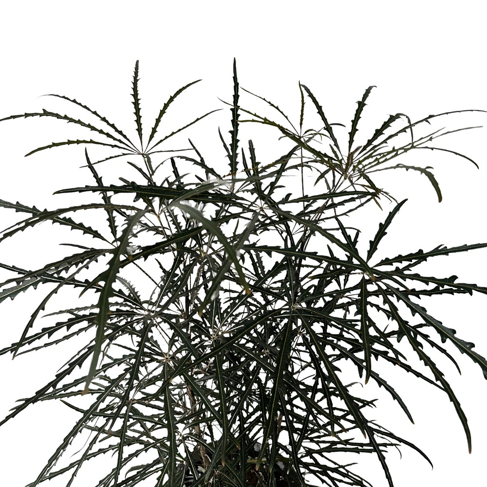 키우기 좋은 식물