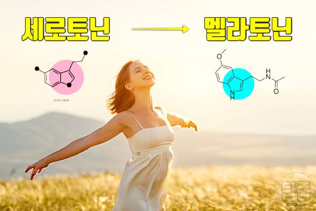 멜라토닌 부족 증상 치료 노화 유방암 난소암 면역력 심장