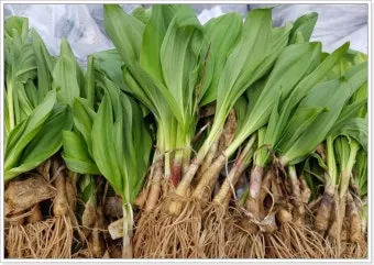 명이나물 재배 서늘한 그늘 물주기 향 유지_30