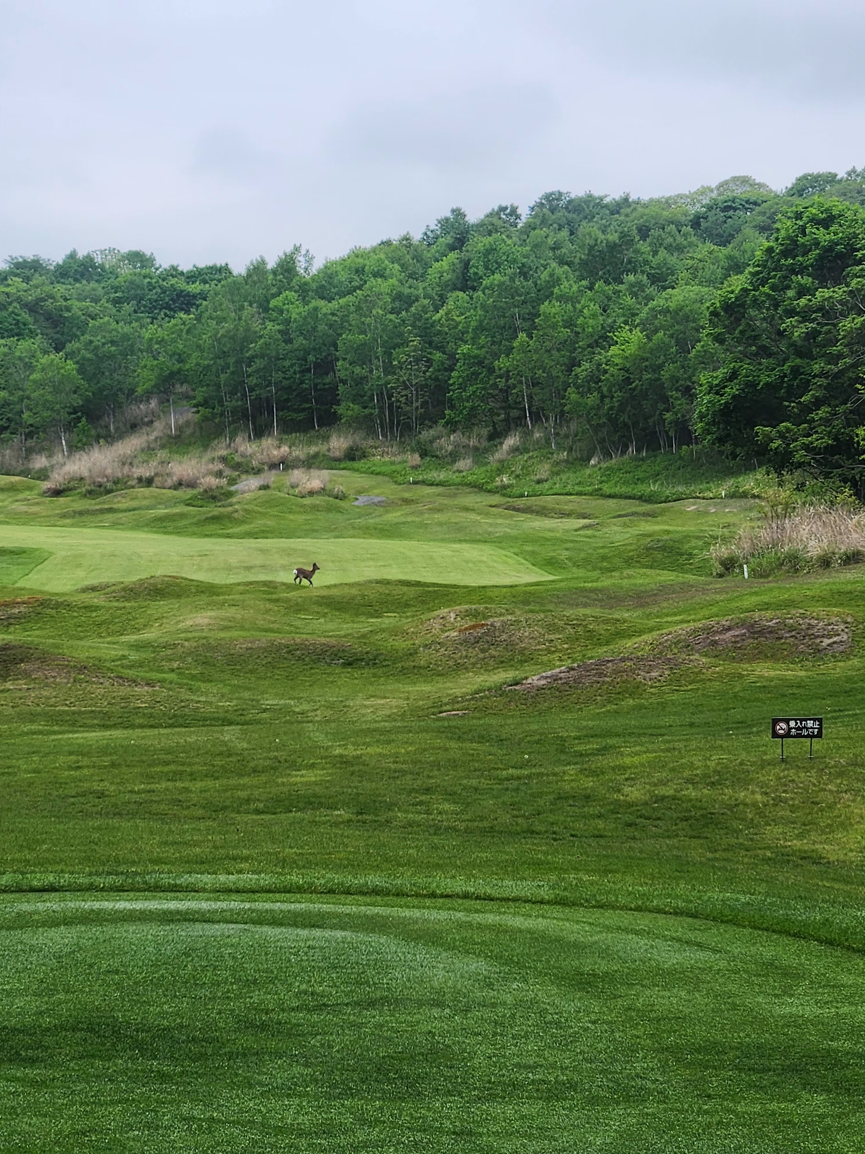 골프장에서 본 사슴들