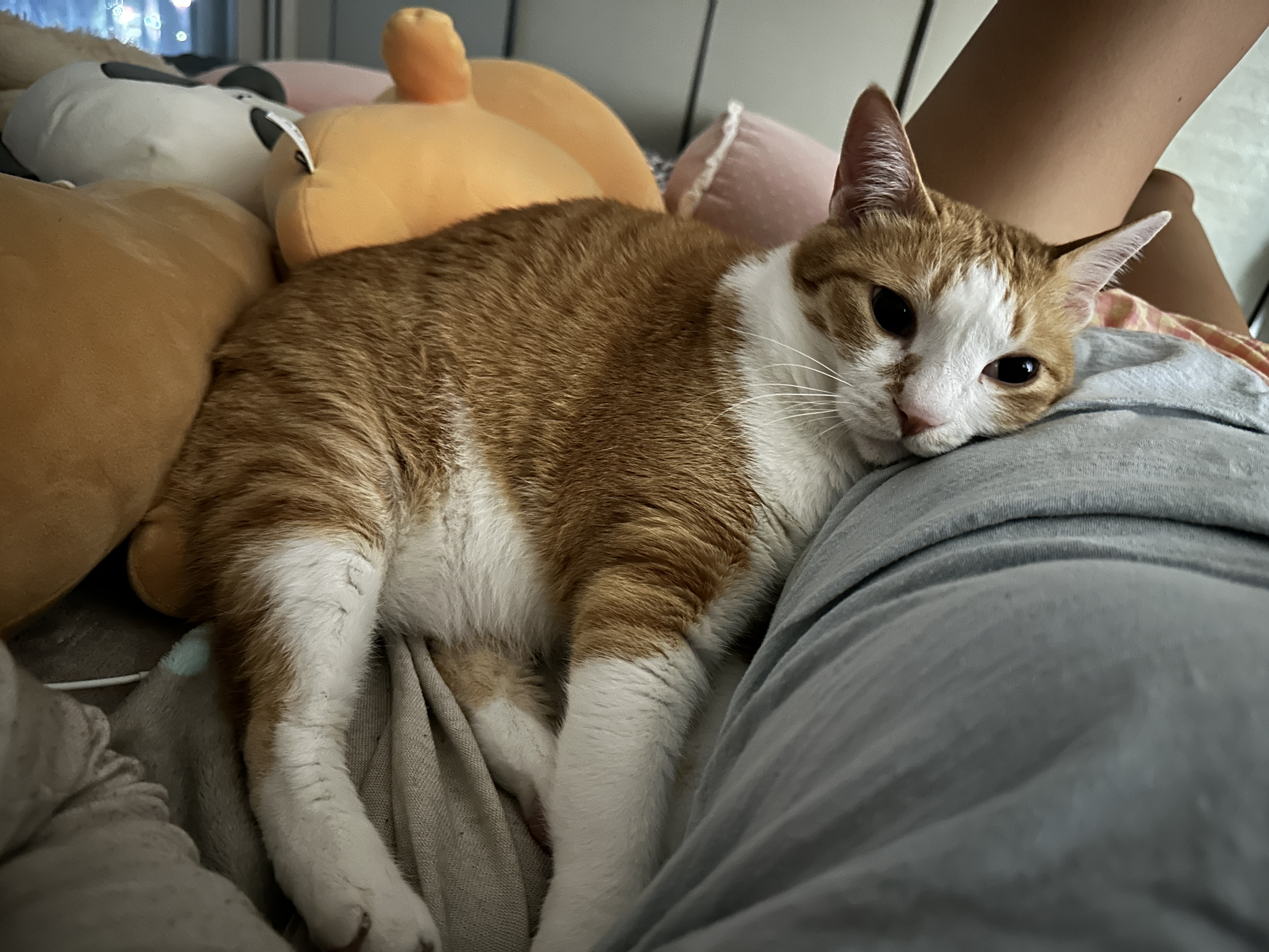 엄마_옆구리에_얼굴_찰싹_붙이고_누운_치즈냥이_호야