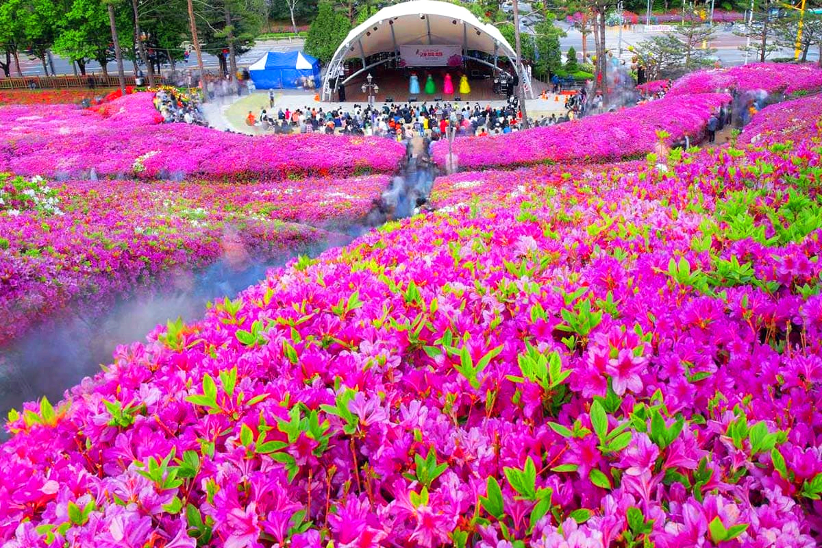 군포철쭉축제