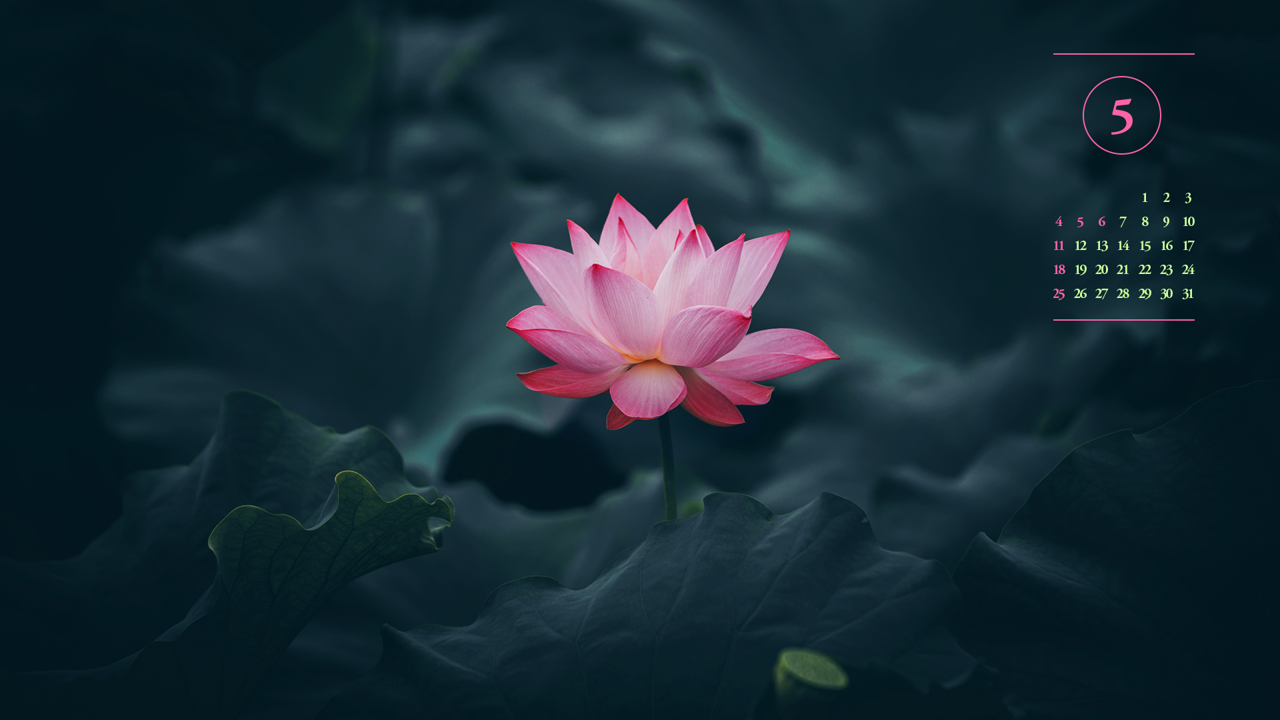 09 활짝 핀 연꽃 A - 2025년5월 노트북배경화면