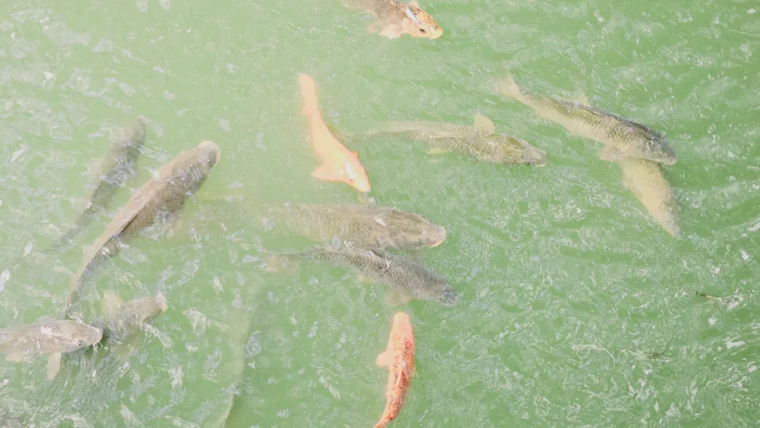 진해내수면 환경생태공원