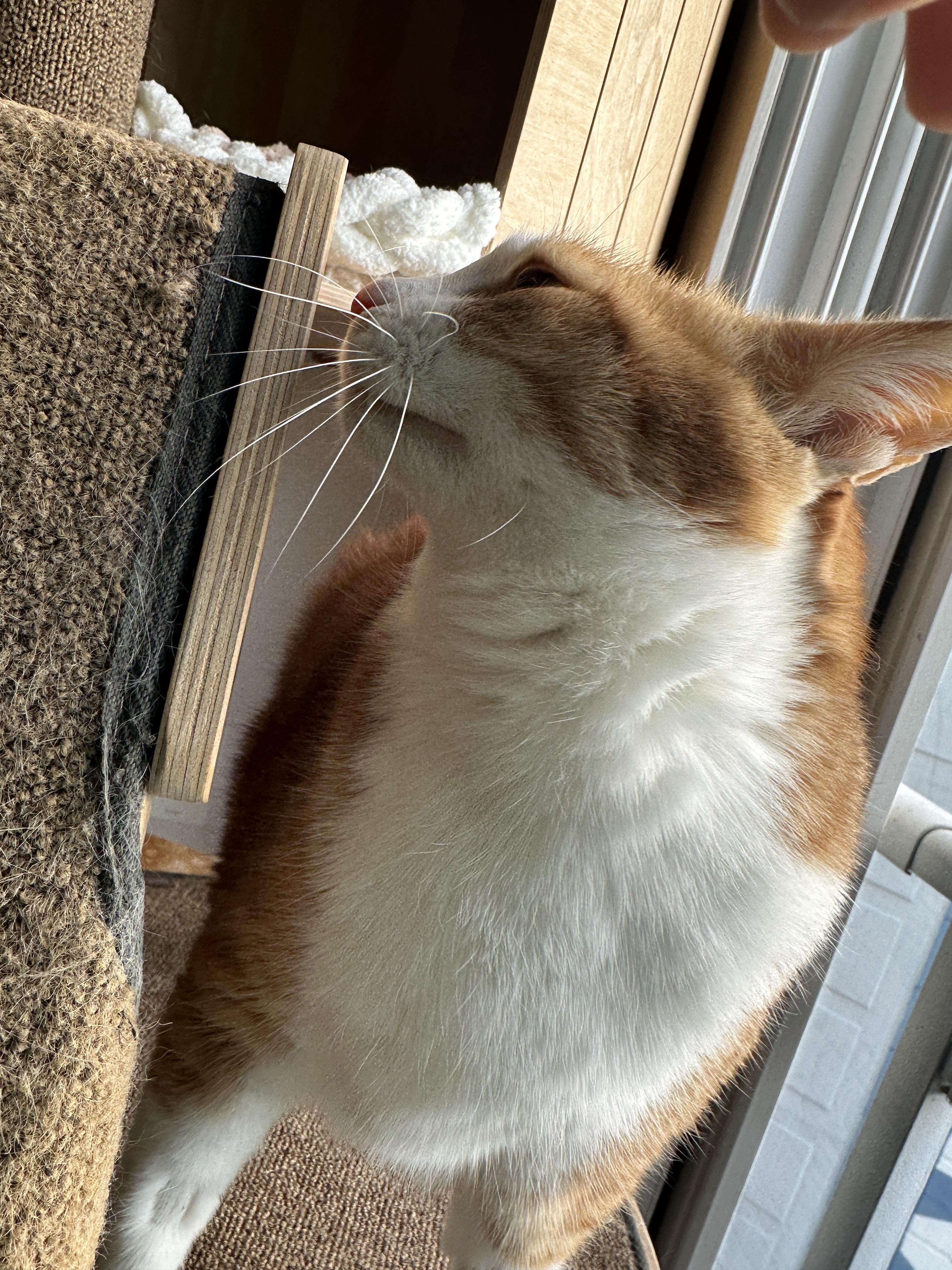 캣폴에서_엄마랑_아이컨택하면서_애교부리는_호야_3