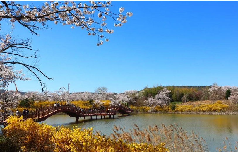 2025 벚꽃 개화시기