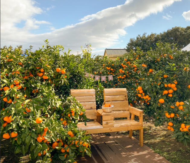 제주하늘바람 감귤