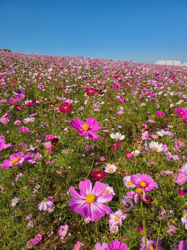 분홍색의-코스모스-물결