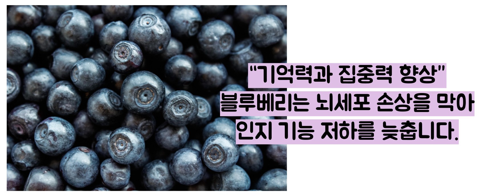 블루베리 효능