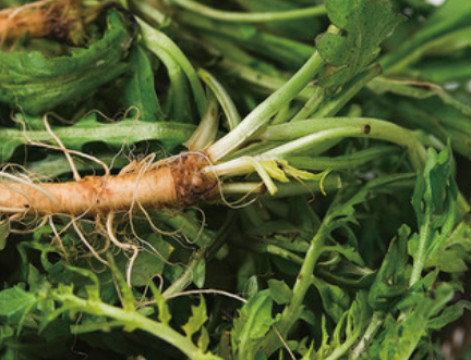 냉이의 주요 효능