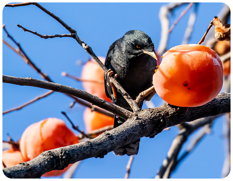 건강 효능, 추천 레시피