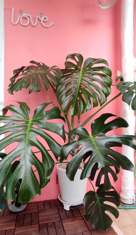 어마어마하게 커져버린 지금 몬스테라