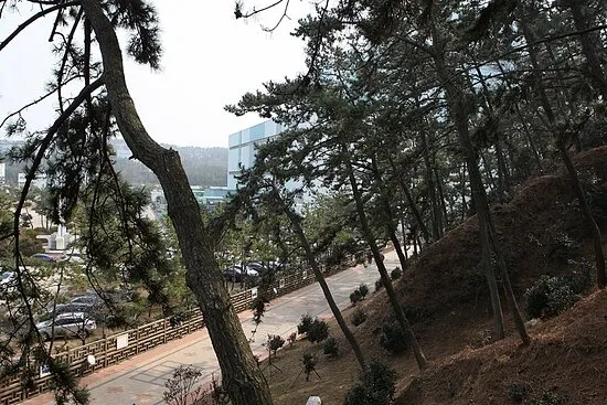 서천 마량리 동백나무 숲 개화 코스_4