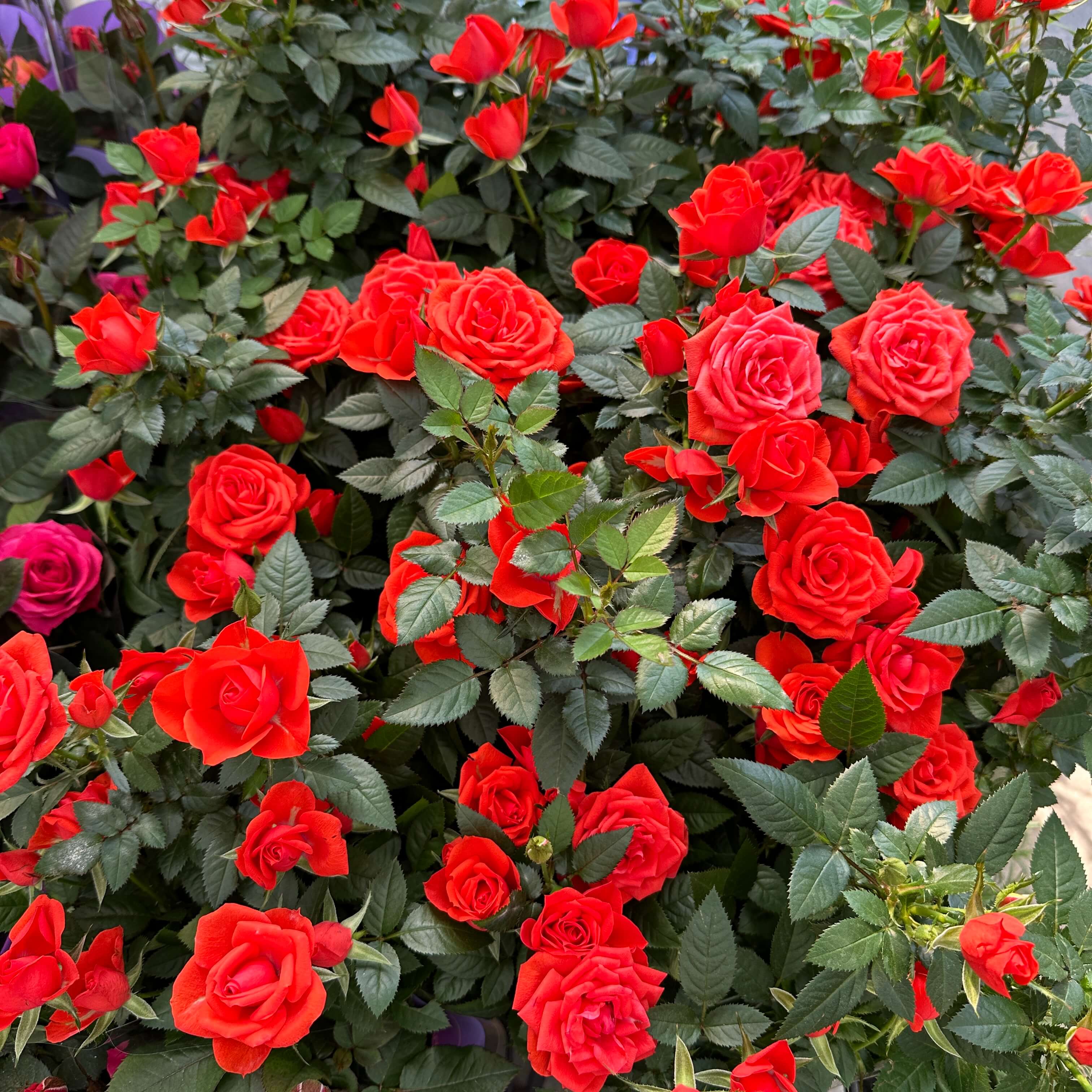 장미꽃 묘목 모종 키우는 방법