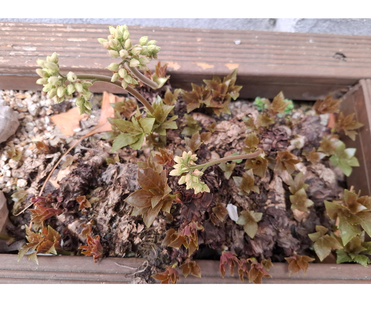 돌단풍 (노지에 두어도 어김없이 봄에는 꽃이 피고 싹이 돋는다)