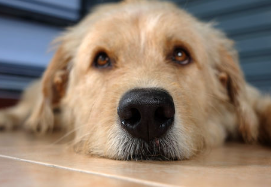 개 코 주위 응어리