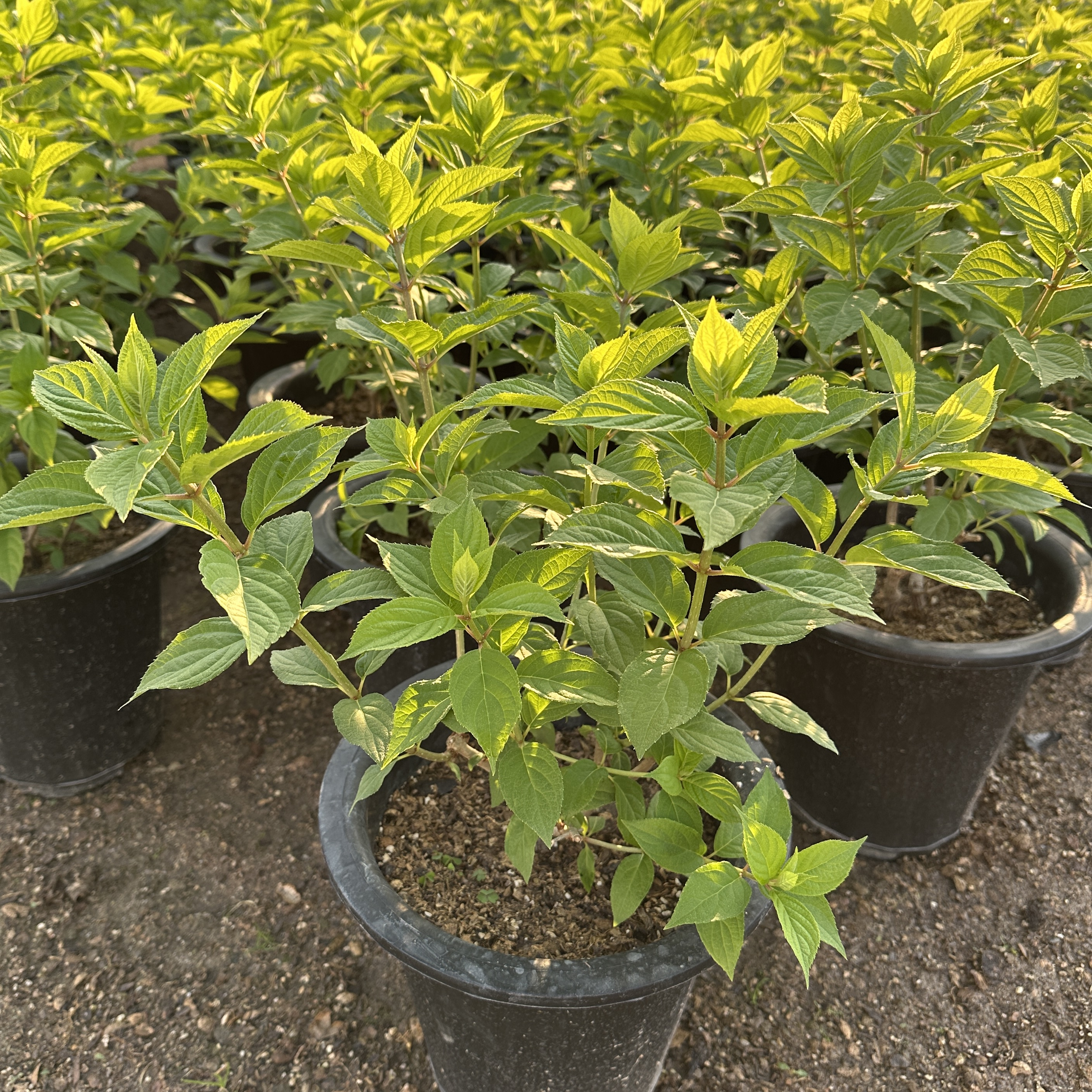 라임라이트 수국 키우기 목수국