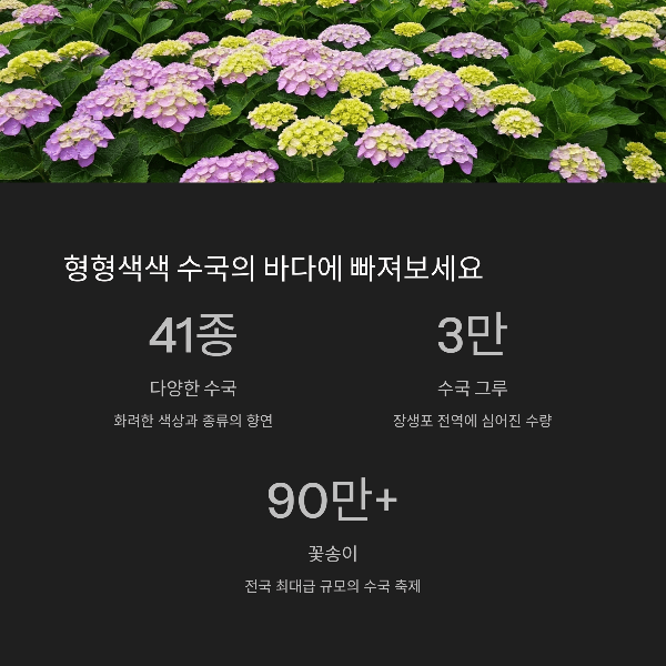 형형색색 수국의 바다에 빠져보세요