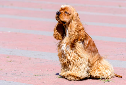 중이염에 걸리기 쉬운 아메리칸 코카 스파니엘