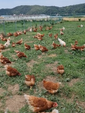 생방송투데이 3784회 환승 직업 두 번째 인생 경주 난각번호 1번 유정란 이삭농장 주문방법