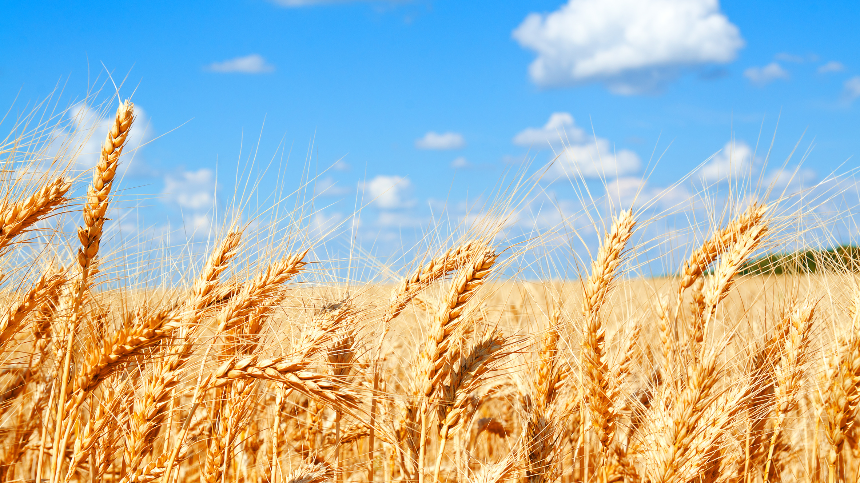 계절의 변화를 세분화한 24 절기 중 '망종' 이해하기