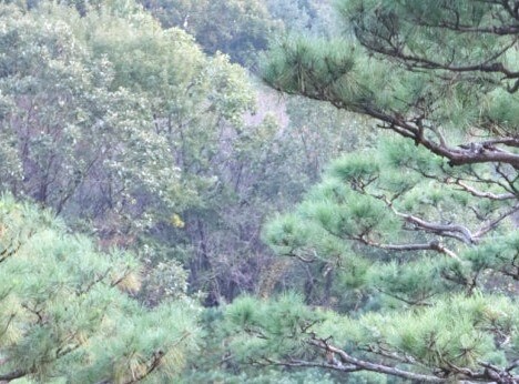 화담숲-4