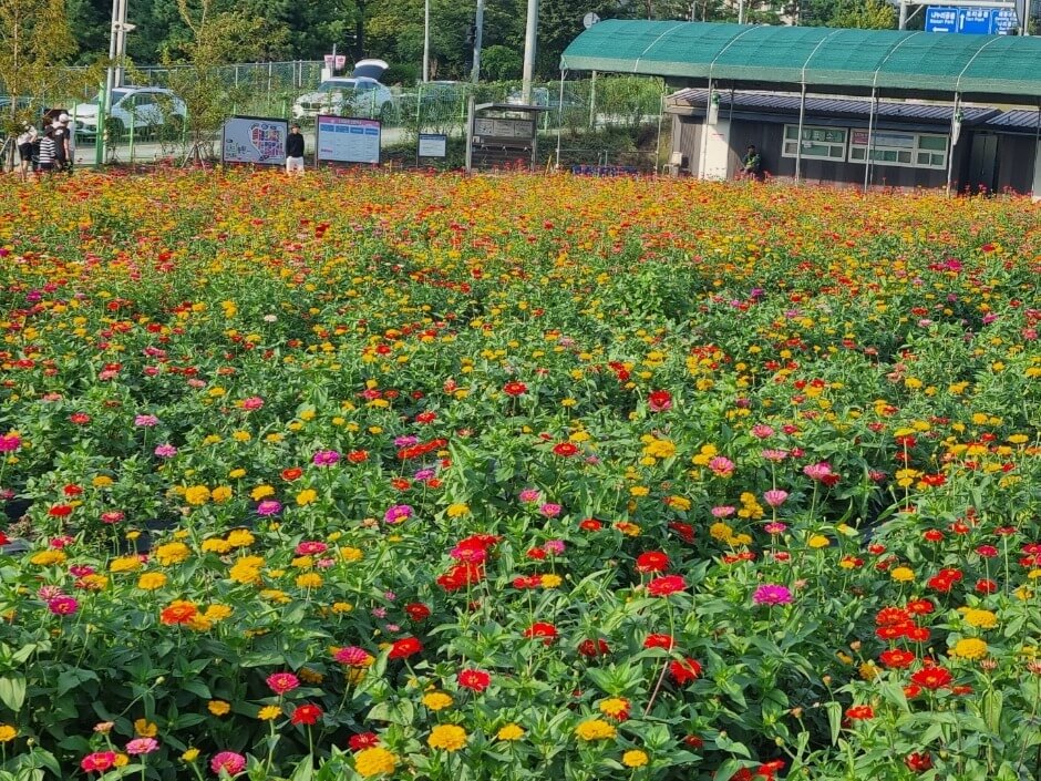 양주 나리공원 핑크뮬리