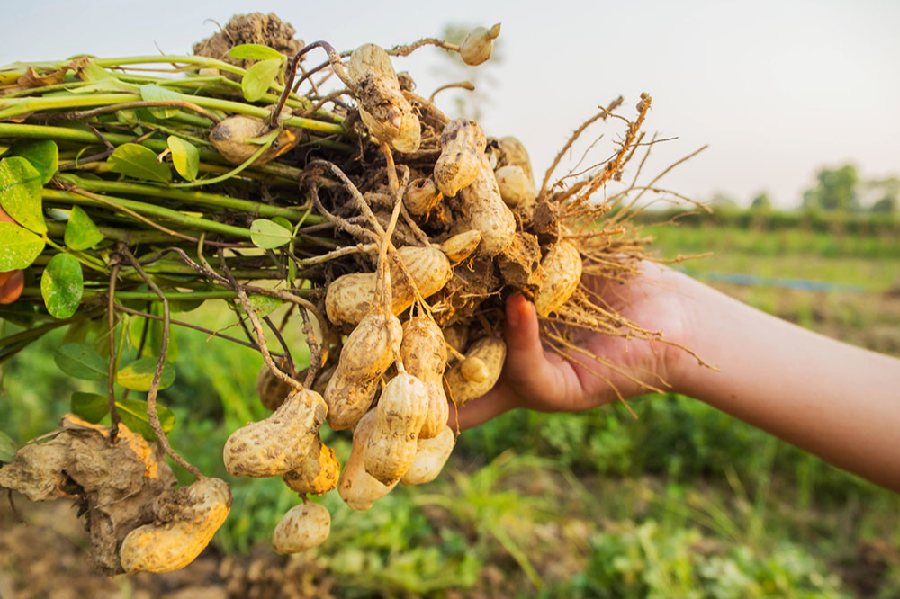 땅콩 수확시기