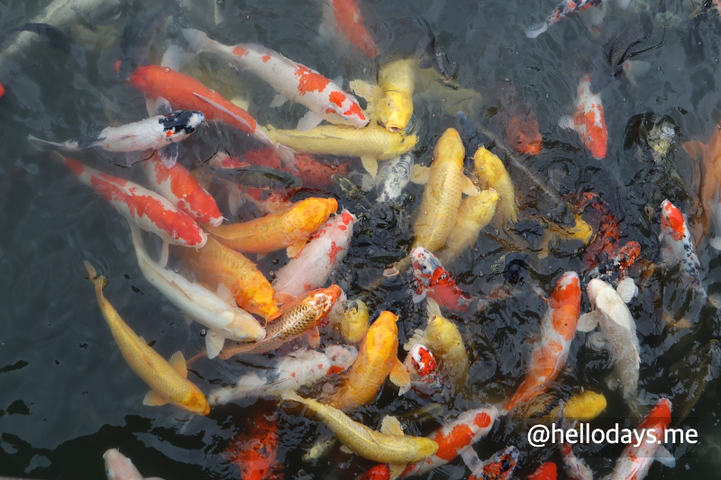 관상어 사료 피딩