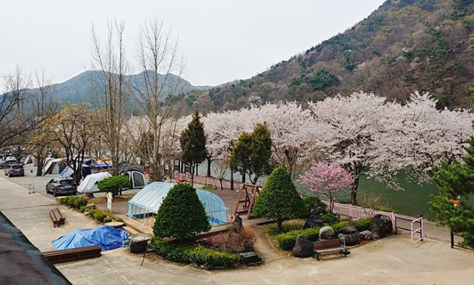 벚꽃 캠핑장