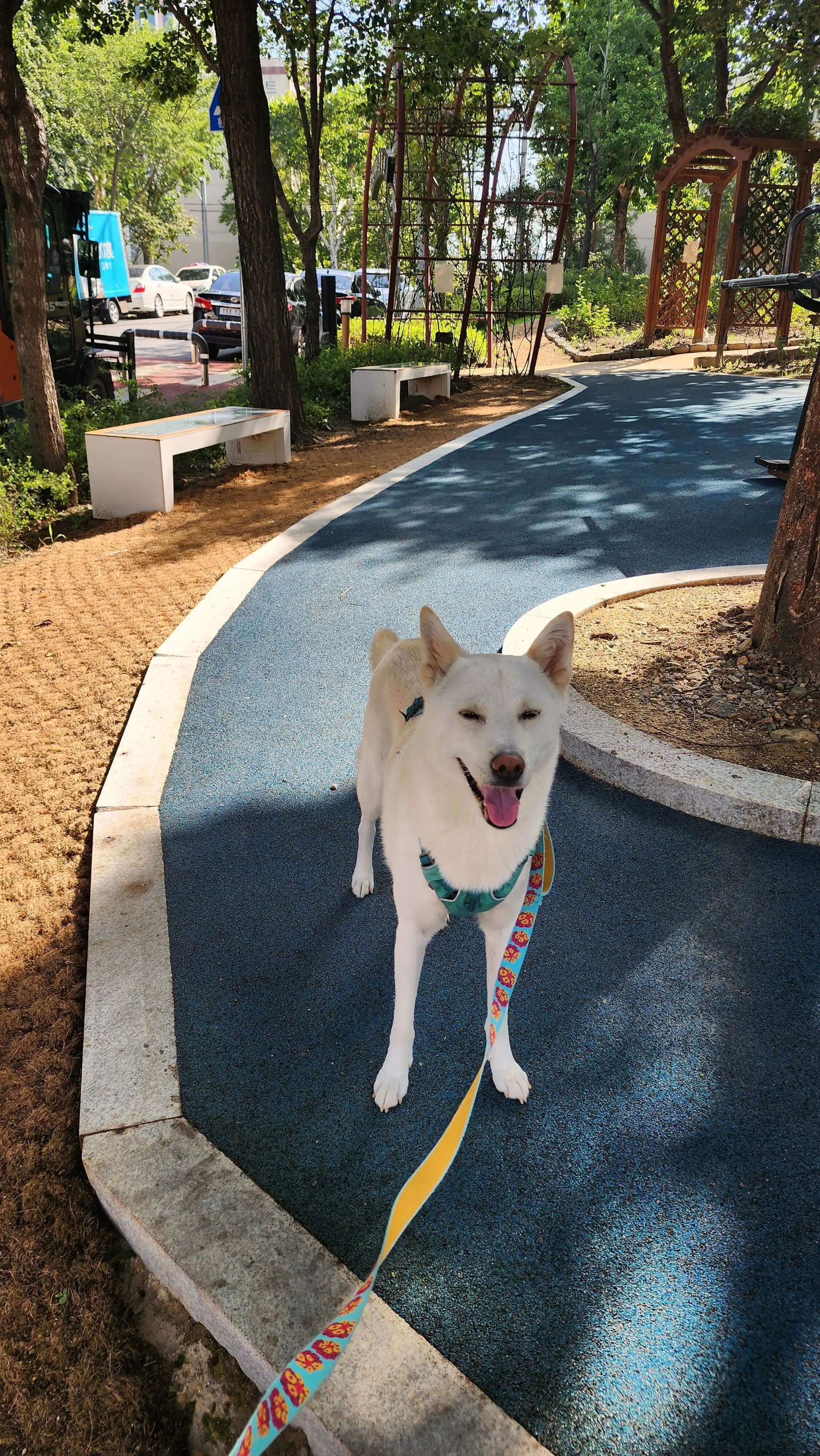 강아지 항문낭 짜기