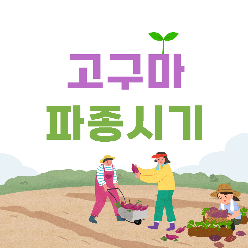 고구마파종시기섬네일