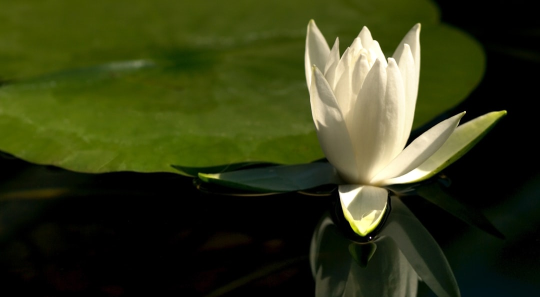 Rebirth