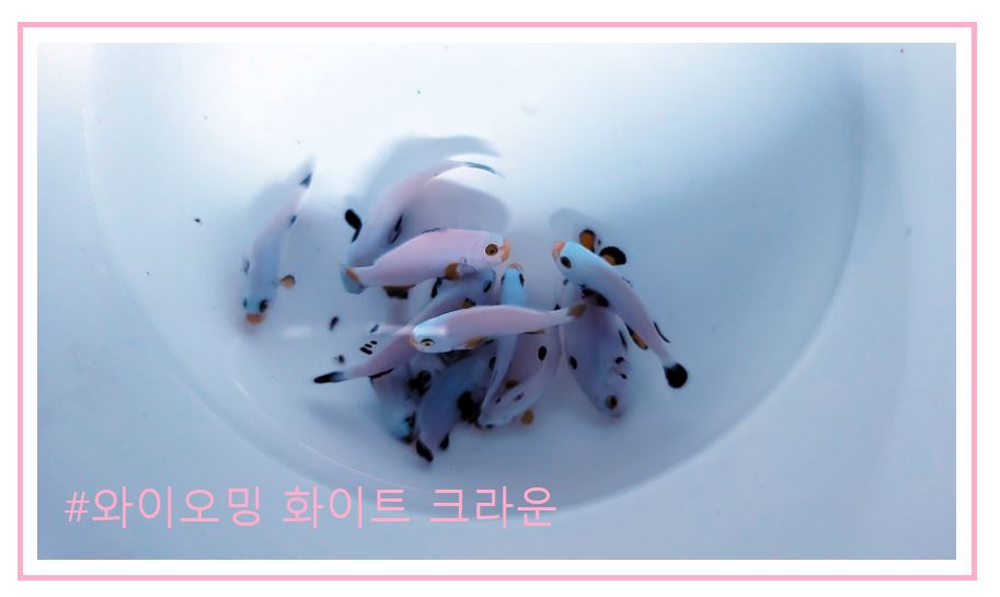 스페셜 퍼큘라크라운 분양가격과 종류