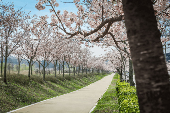 전국 지역별 벚꽃 명소 (2024년)