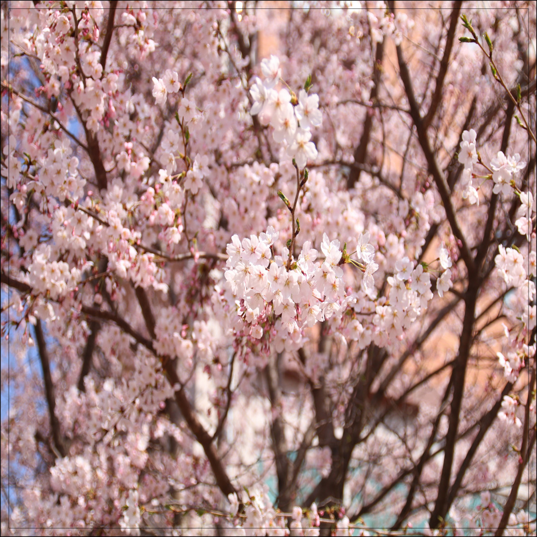 만석공원 벚꽃 수원 벚꽃 명소