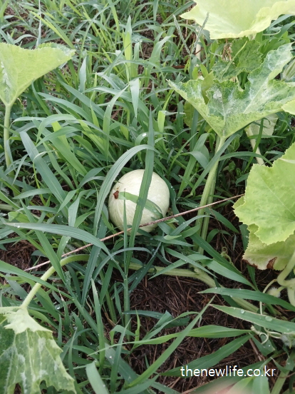 풀이 무성한 밭에서 자라는 둥근 애호박-– 애호박 효능의 혈압 안정과 심혈관 관련 실물 사진(3)