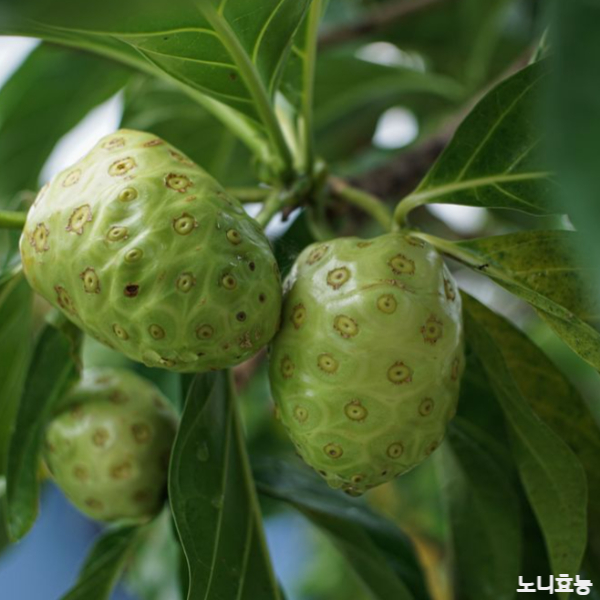 노니 효능│노니 효능 & 부작용 알고 드세요!