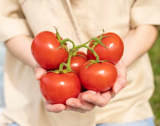 토마토 효능&middot;부작용&middot;보관법