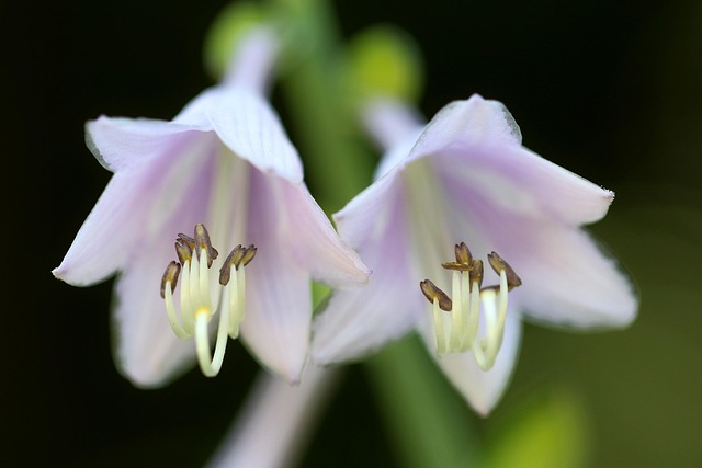 아침고요수목원