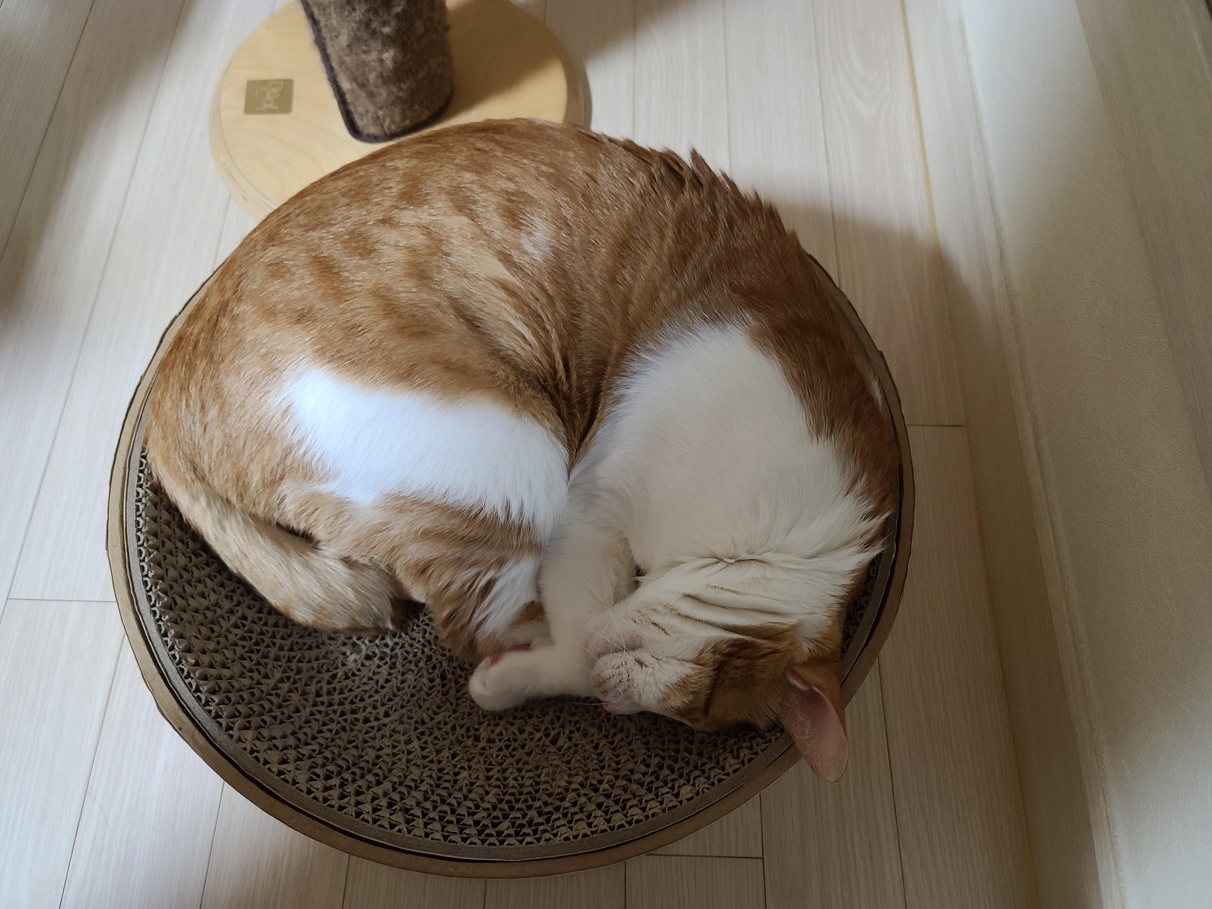 막둥이 삐용이의 방광염 스토리. 내가 생각하는 막둥이 방광염의 원인. 고양이 방광염.