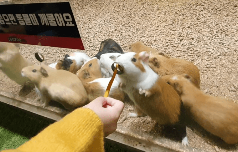실내동물원-기니피그-먹이체험