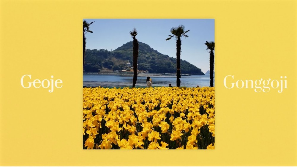 2025 거제 공곶이 수선화축제 총정리