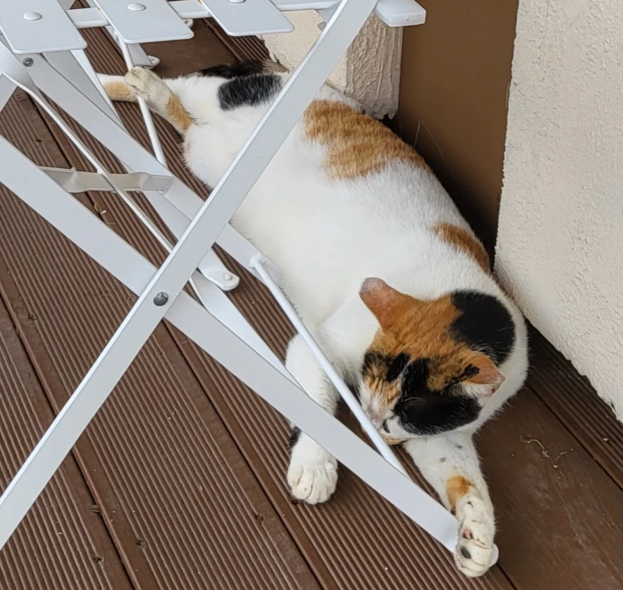 고양이