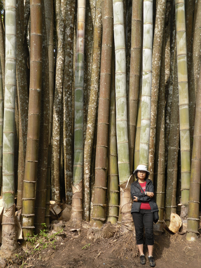 부빙 궁전내 왕대나무